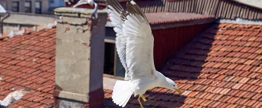 Residential Chimney Animal Removal Solution in Tukwila, WA