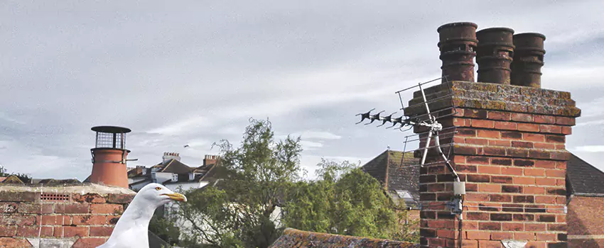Chimney Cleaning And Restoration in Tukwila, Washington